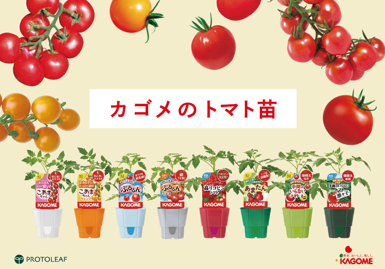 予約販売】KAGOME トマト苗シリーズ | プロトリーフ BtoBオンライン